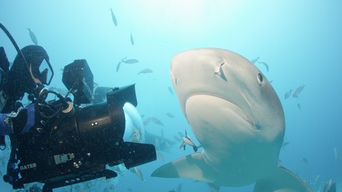 Rob Stewart’s highly-anticipated sequel, "Sharkwater Extinction"